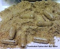 Moringa Oleifera Seed Powder Capsules