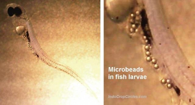 Microbeads in fish larvae