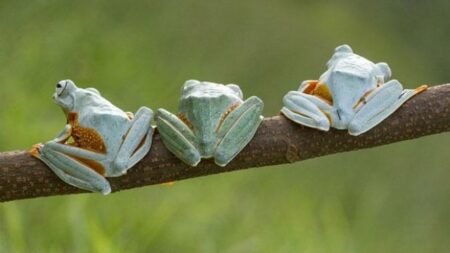 Katak Kalimantan Terancam Punah, Begini Penjelasan Ahli